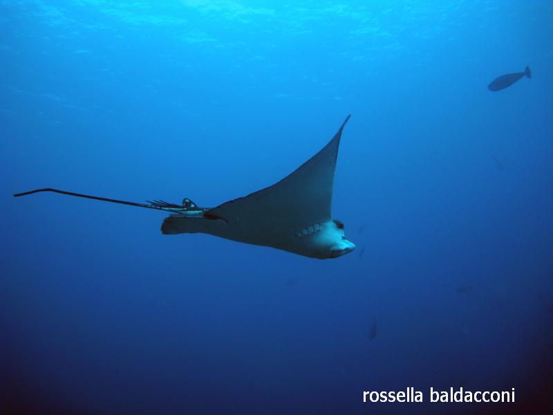 Maldive (atolli di Male Nord e Male Sud)